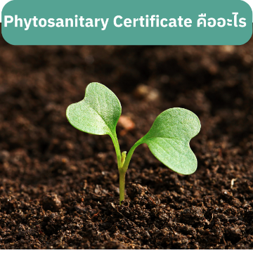 Phytosanitary Certificate คืออะไร